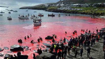 مذبحة على الشاطئ (صور)