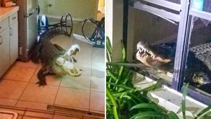 التمساح حطم الشباك