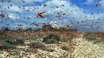 الحكومة تنفي التقاعس في التصدي لأسراب الجراد بالحدود الجنوبية للبلاد