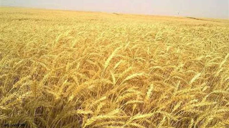 الوادي الجديد تعلن