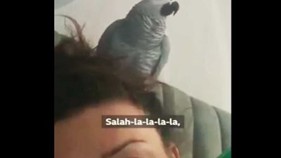 بغبغاء يغني 