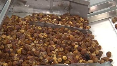 التليفزيون الصيني: التمور المصرية تغزو الأسواق الصينية والعالمية (فيديو)