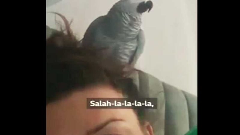 بغبغاء يغني مو صلاح