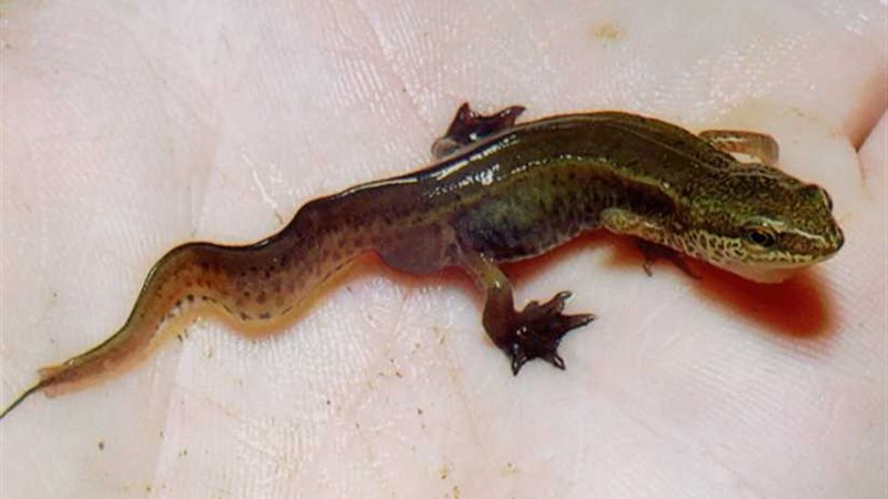 دراسة: السلمندر المائي