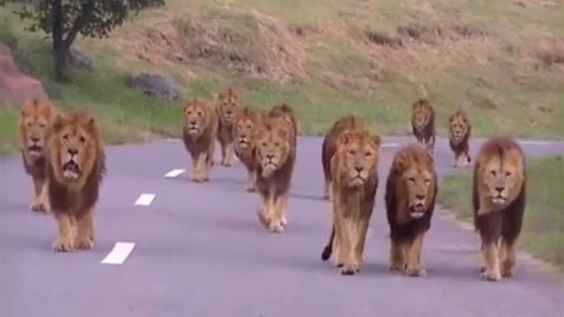 هروب 14أسداً من حديقة