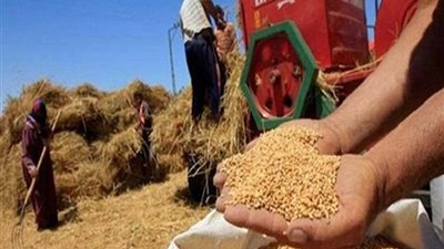 توريد 308 ألف طن قمح بالمنيا