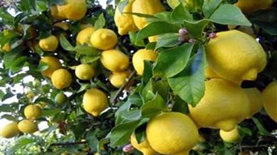تعرّف على أسباب ارتفاع أسعار الليمون.. وموعد انخفاضها