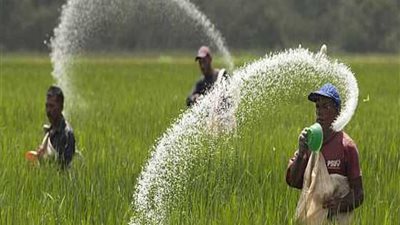 زراعة دمياط: إجراء تجربة جديدة لزراعة الأرز بطريقة جافة