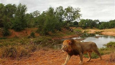 هروب جماعي لـ 14 أسدا من حديقة بجنوب إفريقيا