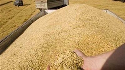 شون وصوامع المنيا تستقبل 311 ألف طن قمح