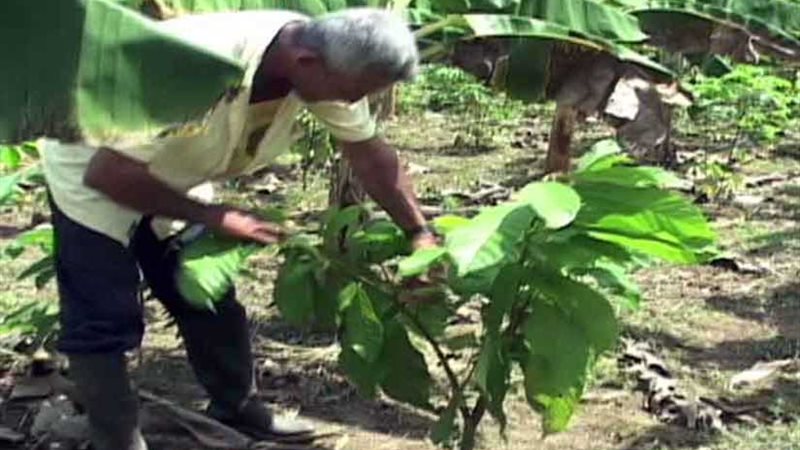 مخدر يزرعه الأمريكان