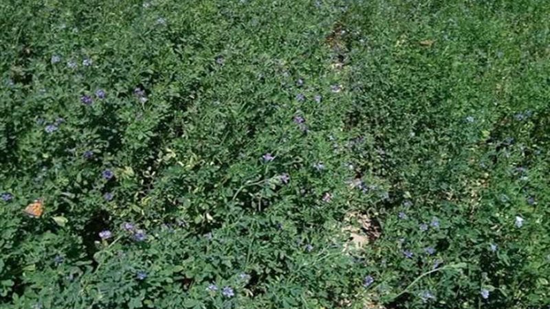 نجاح تجربة زراعة