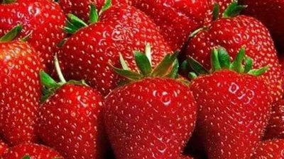 ٤٩٥ مليون دولار صادرات الإسماعيلية من المحاصيل والنباتات الطبية