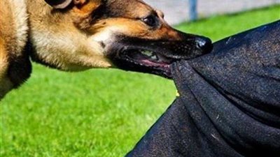 ارتفاع عدد المصابين بعقر كلب ضال بالمنصورة لـ 8 حالات