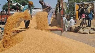 شون وصوامع المنيا تستقبل 324 ألف طن قمح
