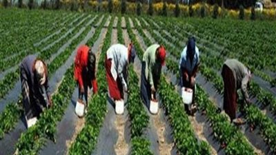 توصيات المؤتمر الوطني الأول لدعم صغار المزارعين