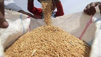 توريد 135 ألفا و870 طن قمح لشون وصوامع الغربية