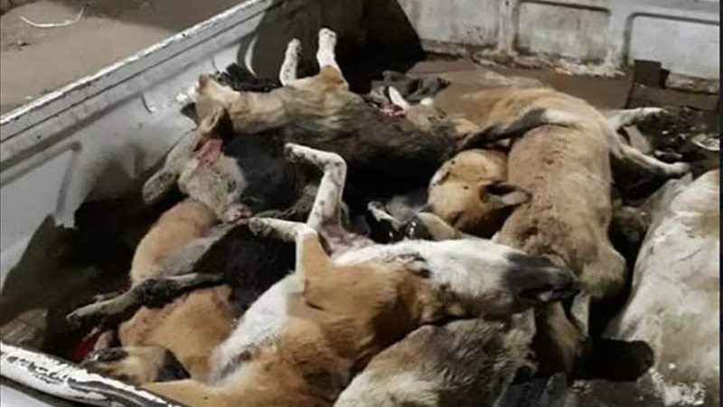 «الكلاب الضالة» تهدد