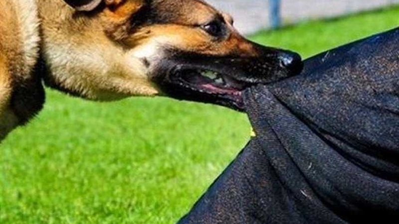 ارتفاع عدد المصابين