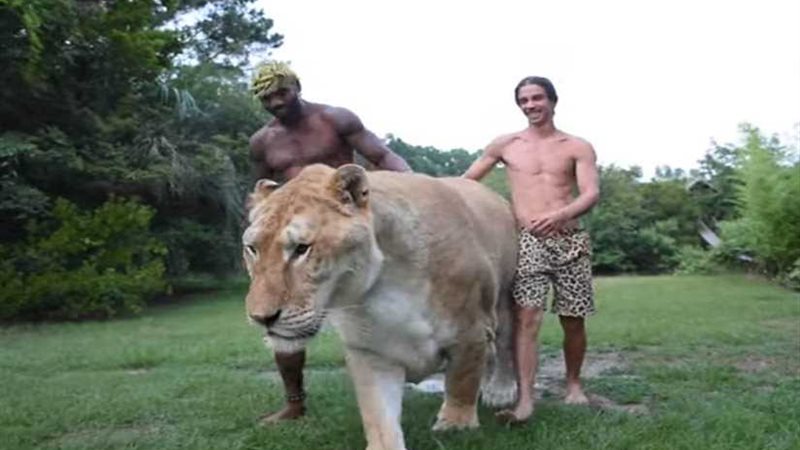 أضخم قط في العالم..