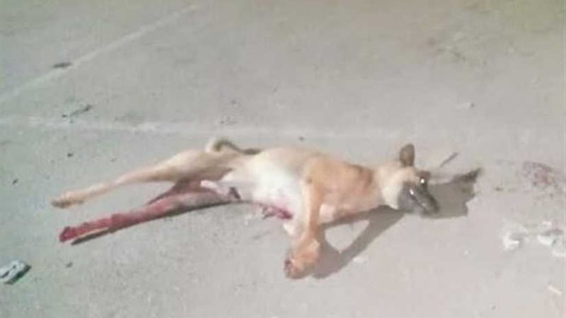 بيطري الدقهلية تعدم