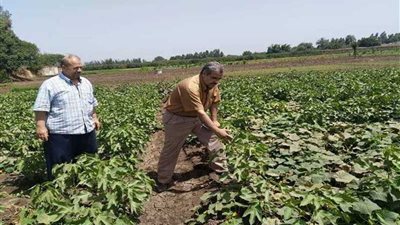 زراعة 1573 فدان قطن.. المنوفية تنتظر بريق الذهب الأبيض.. ( صور)