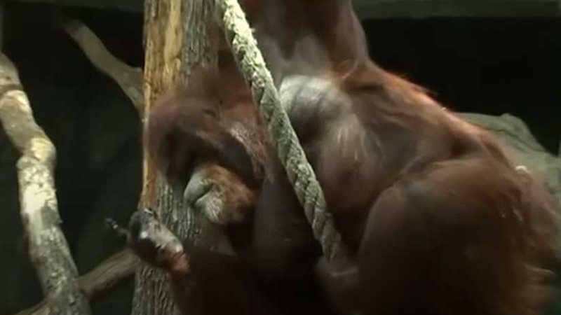 هكذا احتفل أشهر إنسان