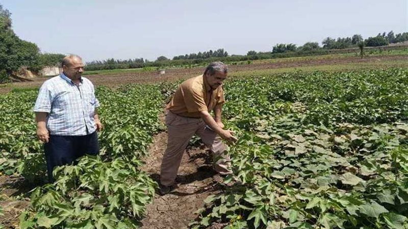 زراعة 1573 فدان قطن..