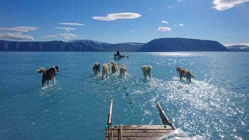 كلاب تمشي على الماء..