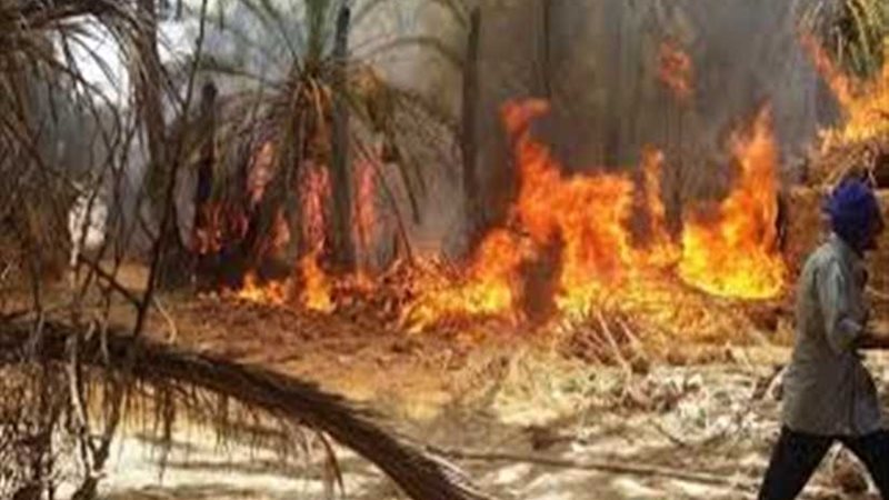 نفوق 14 رأس ماشية