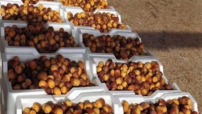 صناعة التمور.. خطة للتطوير بين 