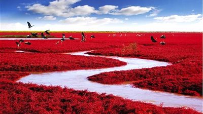 الشاطئ الأحمر بالصين.. من عجائب الطبيعة الساحرة 