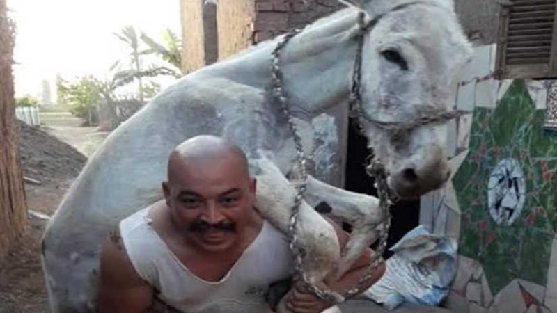 حمل الحمار وشد النقل