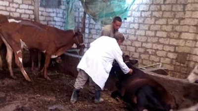 الغربية تعلن نتائج حملة تحصين المواشي