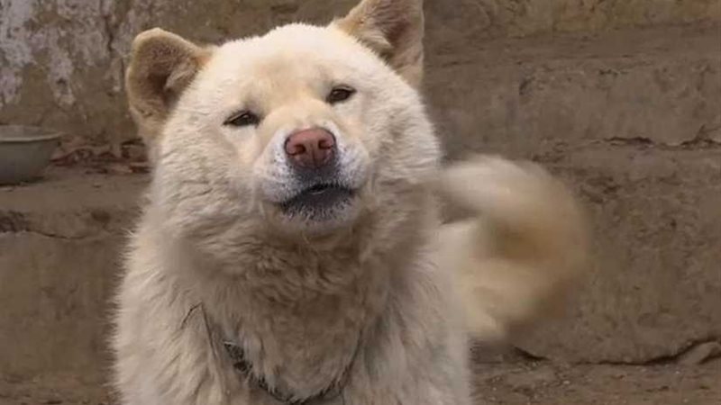 دراسة: الكلاب تستخدم