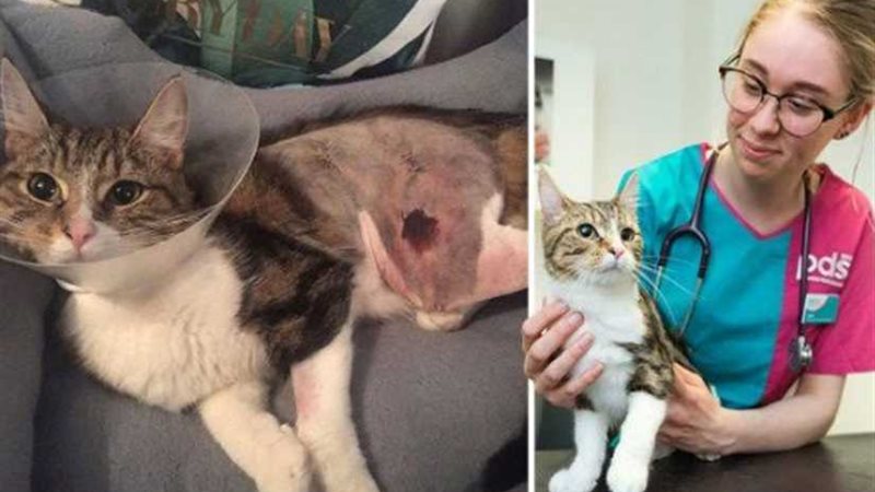 قط يحشر تحت كبوت