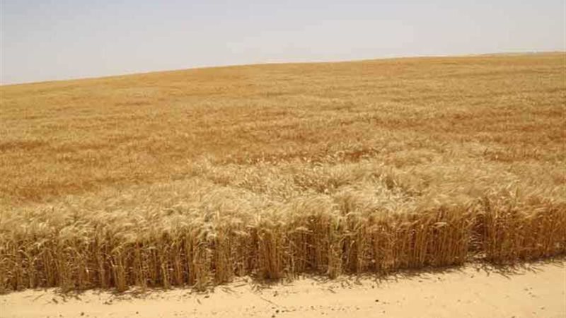 توريد 326 ألف طن