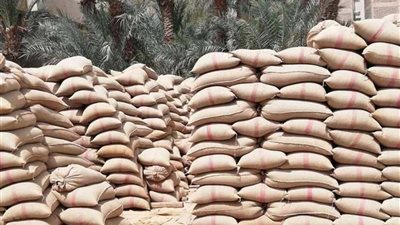 محافظ أسيوط: توريد 156 ألفاً و413 طن قمح لشون وصوامع المحافظة منذ بدء موسم الحصاد