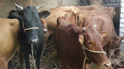 تحصين 4243 رأس ماشية ضد الحمى القلاعية بـ55 قرية في المنيا