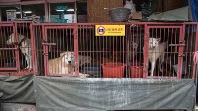 80 كلبًا تفلت من الصعق بالكهرباء