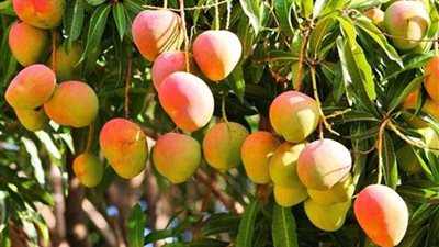 4 أطفال يقتلون خامسهم على 