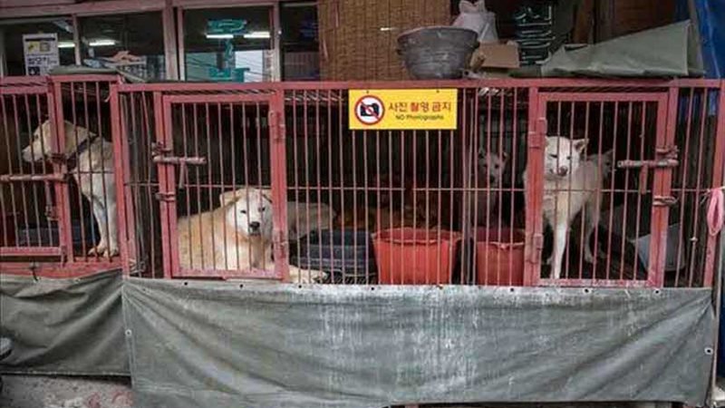 80 كلبًا تفلت من