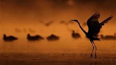 اليونسكو تقرر إدراج محميات صينية للطيور المهاجرة في قائمة التراث العالمي