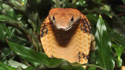 جزيرة الموت.. احترس لدغة واحدة تذيب اللحم البشري 