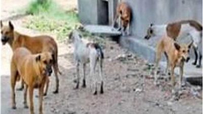 الاسماعيلية تواصل حملاتها لمكافحة الكلاب الضالة