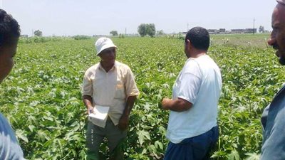 تكثيف أعمال مكافحة أمراض زراعة القطن بالبحيرة