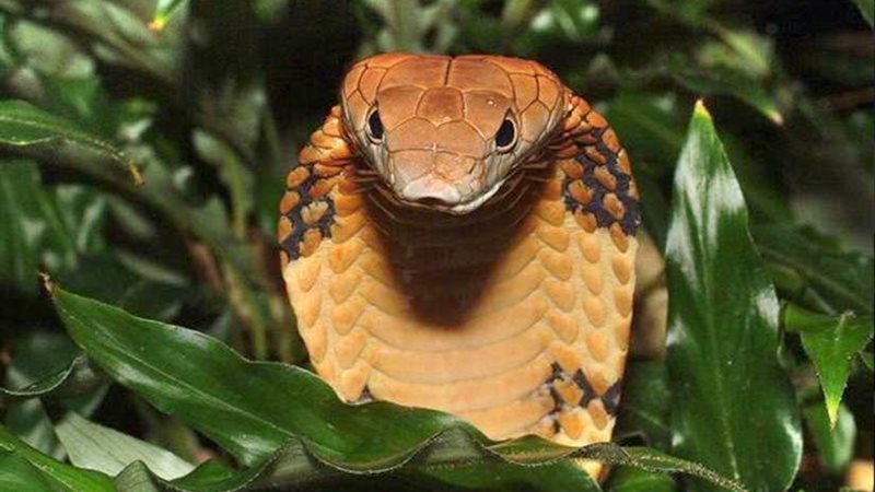 جزيرة الموت.. احترس