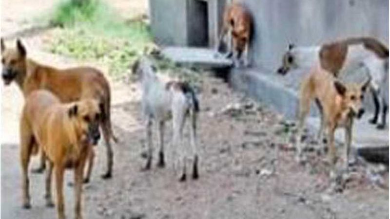 الاسماعيلية تواصل