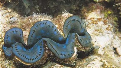 أشهر فنانة تواجه 4 سنوات سجنًا بعد اصطيادها كائنا مهددا بالانقراض (فيديو وصور)