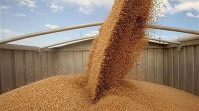 توريد 263 طن قمح لشون وصوامع البحيرة